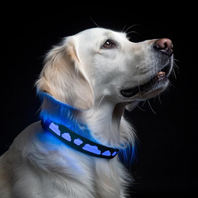 Waterproof LED Dog Collar with AirTag Holder - Medium