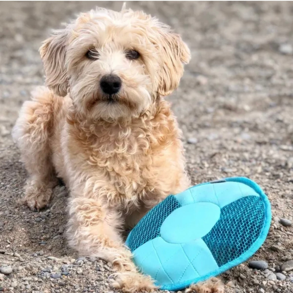 8" Mesh Frisbee Dog Toy By fouFIT - Floats & Squeaks!