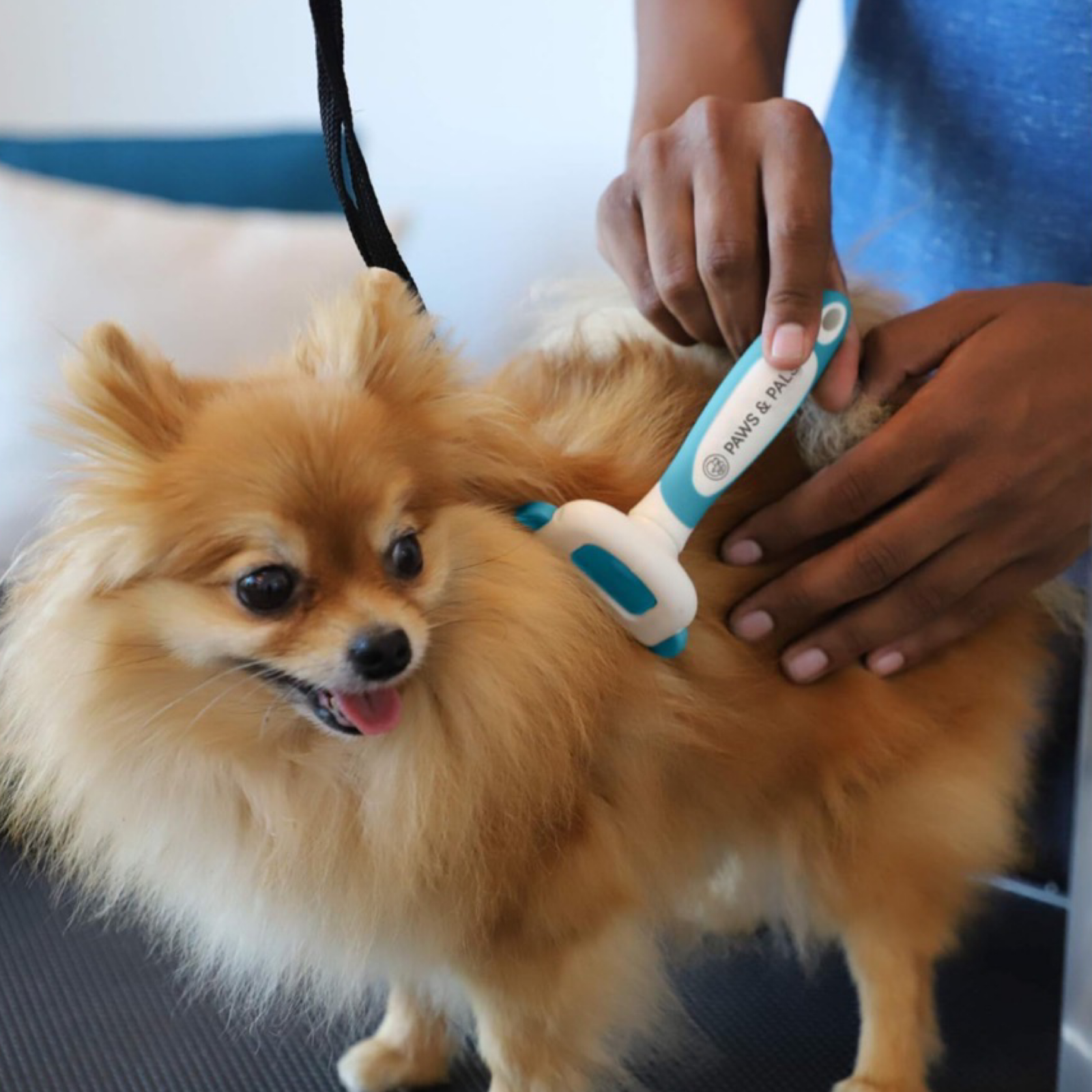 best and show grooming