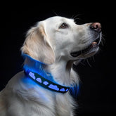 Waterproof LED Dog Collar with AirTag Holder - Size Large