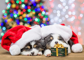 K-Kraft Festive Dog Wrapping Paper Set - 12 Sheets with Gift Tags