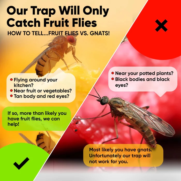 Reusable Non-Toxic Fruit Fly Trap - Compact Clear Design One Size