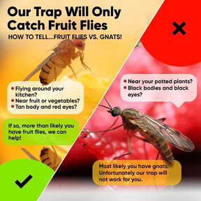 Graphic comparing fruit flies and gnats, featuring two sections with images of each insect. The left side shows a tan fruit fly with red eyes near a yellow background and includes text about identifying fruit flies; the right side displays a gnat with black body and eyes on a red background, noting that the trap is not effective for gnats.
