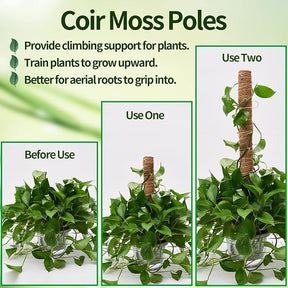 Three images showcase the use of coir moss poles for plants: the first labeled "Before Use" shows a lush plant, the second labeled "Use One" displays a single moss pole partially covered with climbing vines, and the third labeled "Use Two" highlights two poles fully integrated with the plant, demonstrating its upward growth.