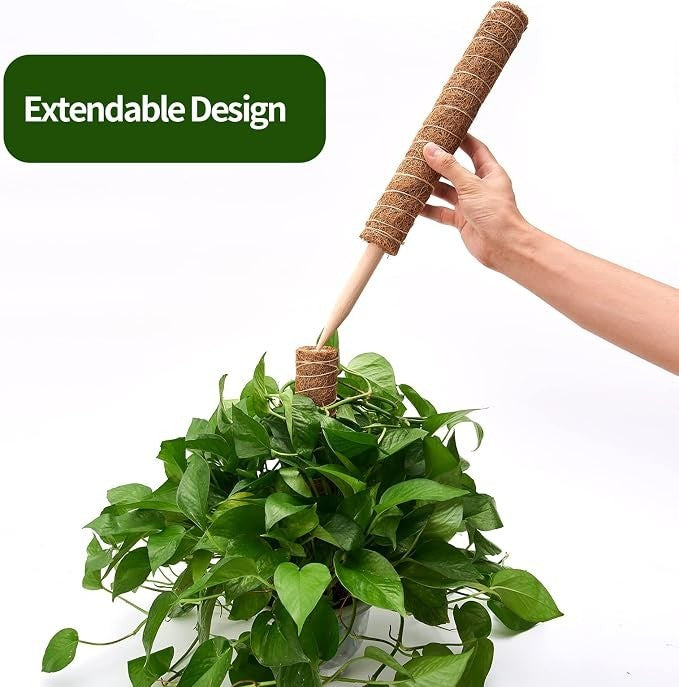 A hand is holding a coir-wrapped moss pole as it is being inserted into a lush green plant with heart-shaped leaves, showcasing the extendable design and supportive nature of the moss pole.