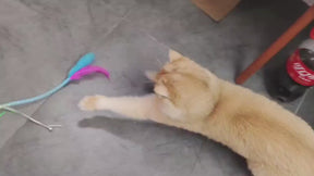Smart Motion Cat Toy Ball – Interactive Self-Rolling Pet Toy